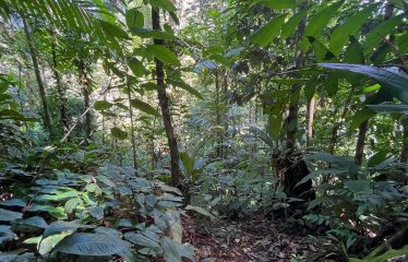 JUNGLE DREAMS FARM: WHERE NATURE MEETS SERENITY – 20 ACRES